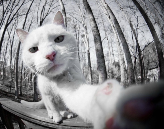 Cats Taking Selfies (21 pics)