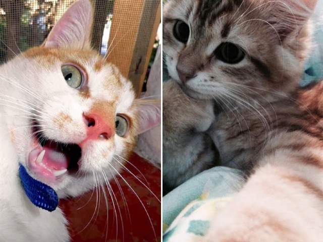 Cats Taking Selfies 21 Pics