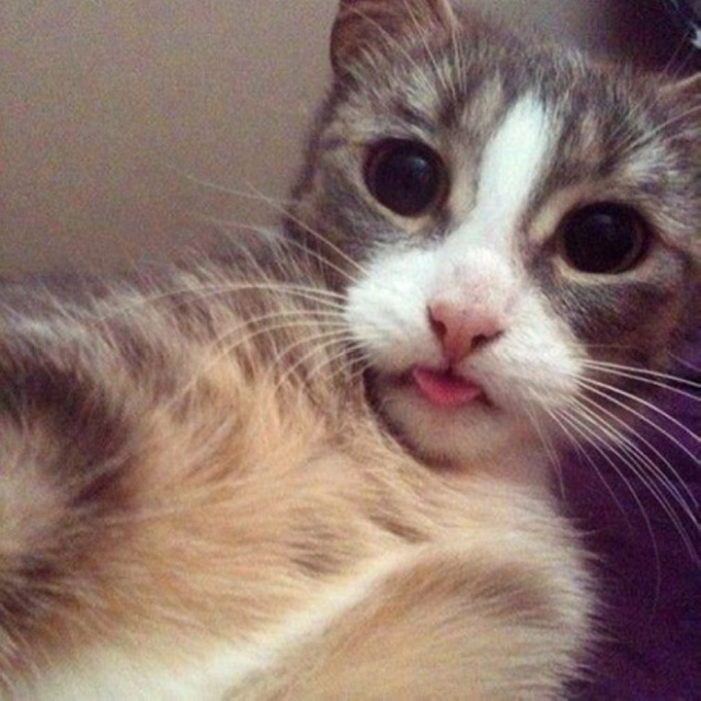 Cats Taking Selfies (21 pics)