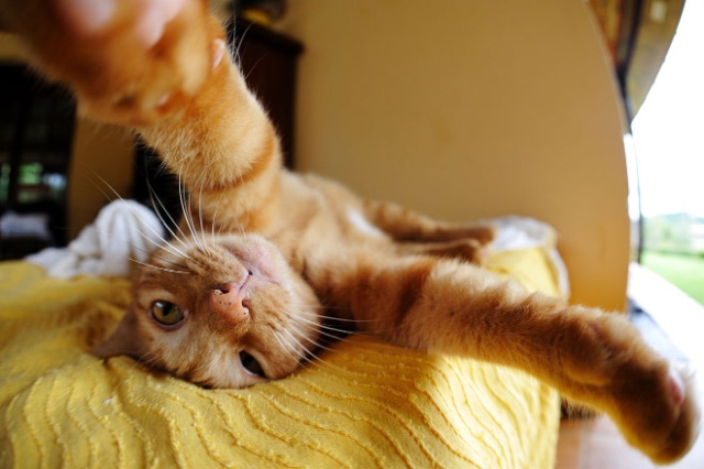 Cats Taking Selfies (21 pics)