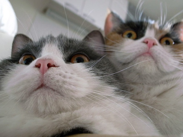 Cats Taking Selfies 21 Pics