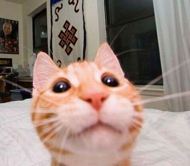 Cats Taking Selfies (21 pics)