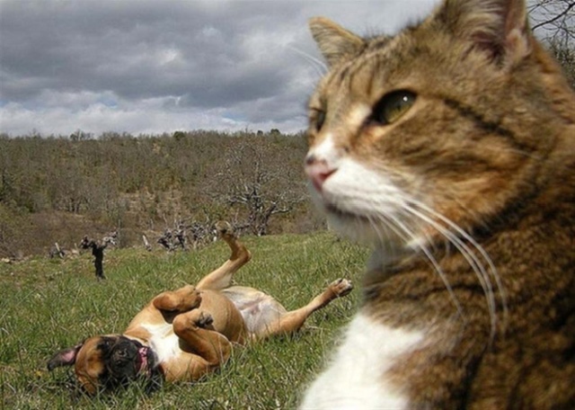 Cats Taking Selfies (21 pics)