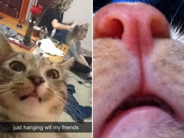 Cats Taking Selfies (21 pics)