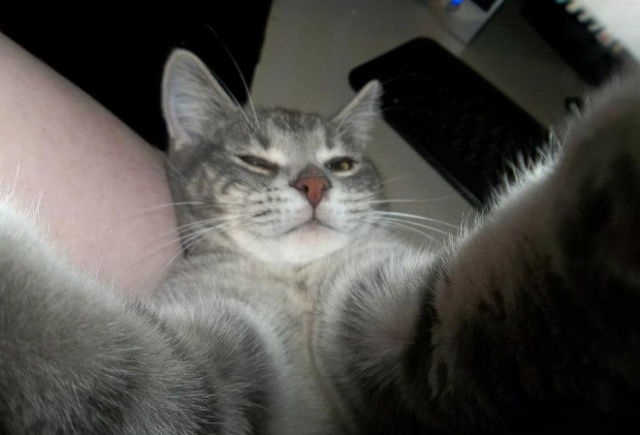 Cats Taking Selfies (21 pics)