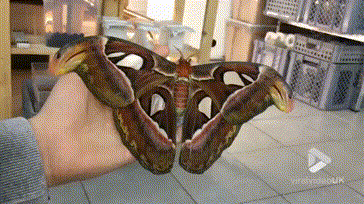 Acid Gifdump, October 03, 2018 (25 gifs)