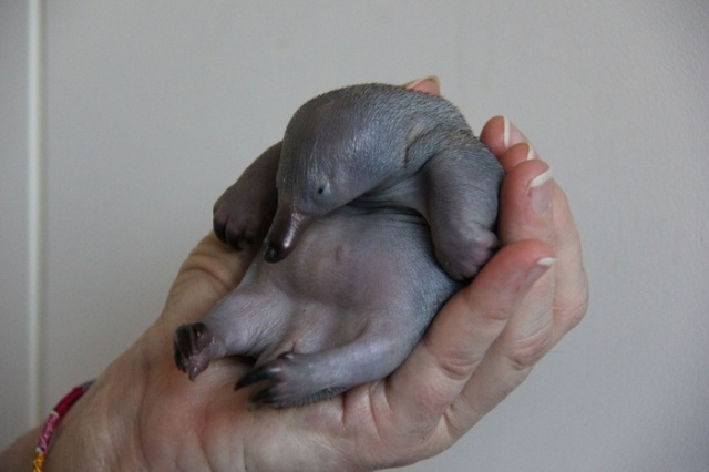 Acid Picdump (95 pics)