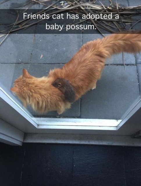 Acid Picdump (95 pics)