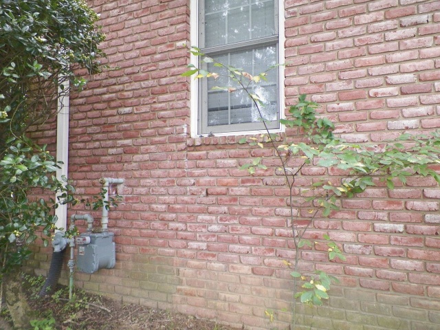 Removal Of A Honeycomb From A House Wall (7 pics)