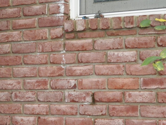 Removal Of A Honeycomb From A House Wall (7 pics)