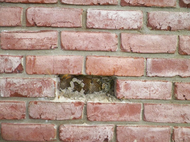 Removal Of A Honeycomb From A House Wall (7 pics)