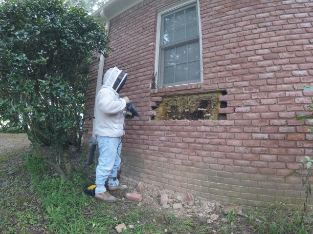 Removal Of A Honeycomb From A House Wall (7 pics)