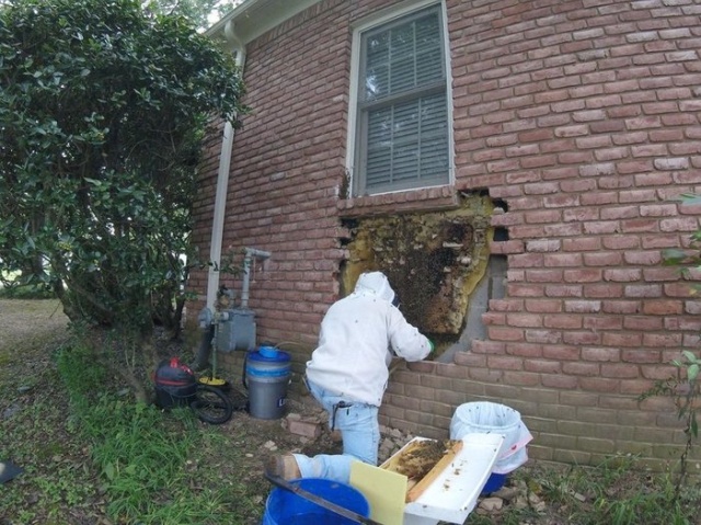 Removal Of A Honeycomb From A House Wall (7 pics)
