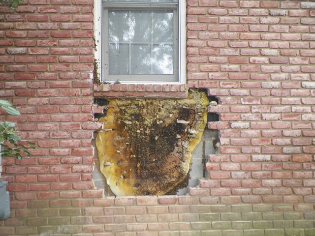 Removal Of A Honeycomb From A House Wall (7 pics)