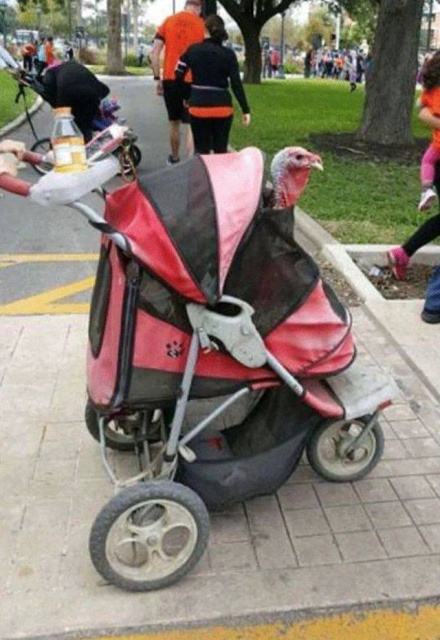 WTF Photos (50 pics)