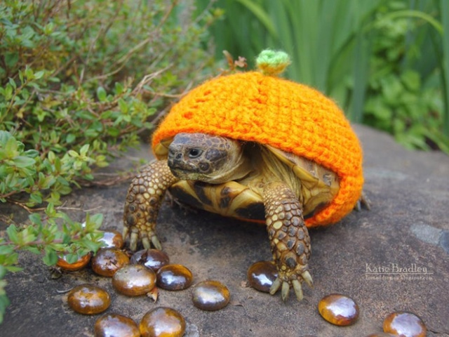 Autumn / Winter 2018 Tortoise Fashion (20 pics)
