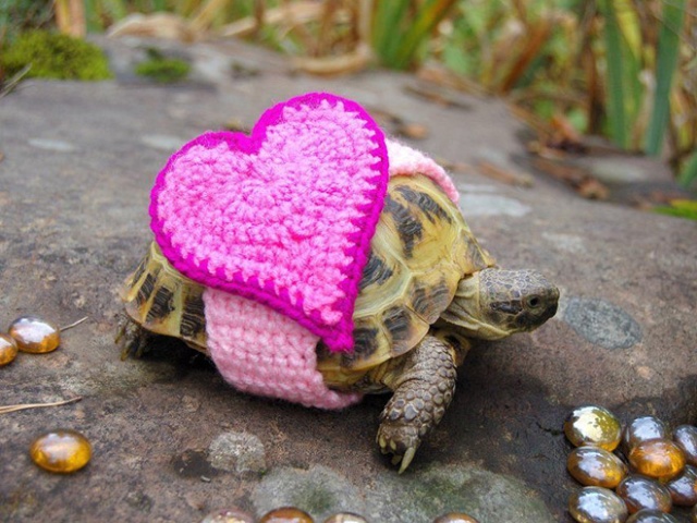 Autumn / Winter 2018 Tortoise Fashion (20 pics)