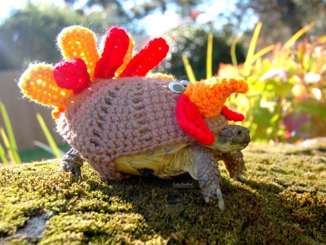 Autumn / Winter 2018 Tortoise Fashion (20 pics)