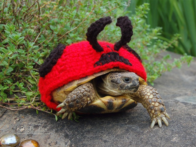 Autumn / Winter 2018 Tortoise Fashion (20 pics)