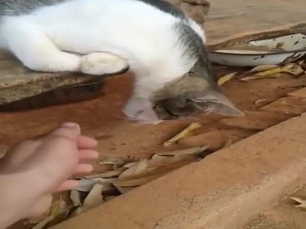 Poor Cat... Wait What?