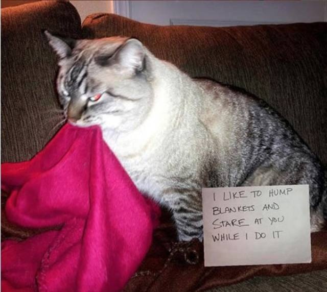 Funny Animals (38 pics)