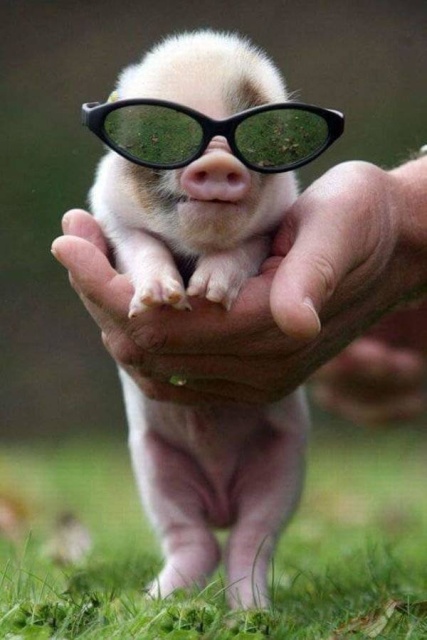 Funny Animals (38 pics)