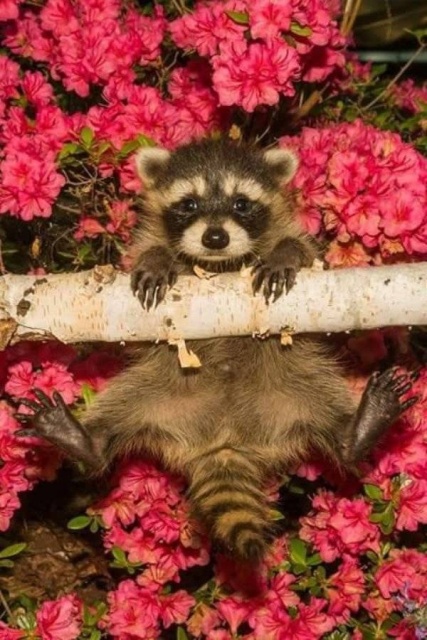 Funny Animals (38 pics)