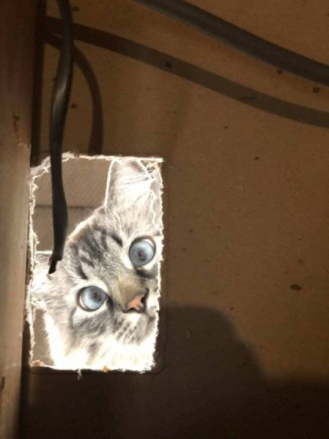 Funny Animals (38 pics)