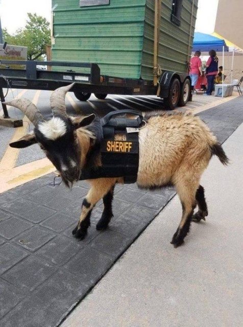Funny Animals (38 pics)