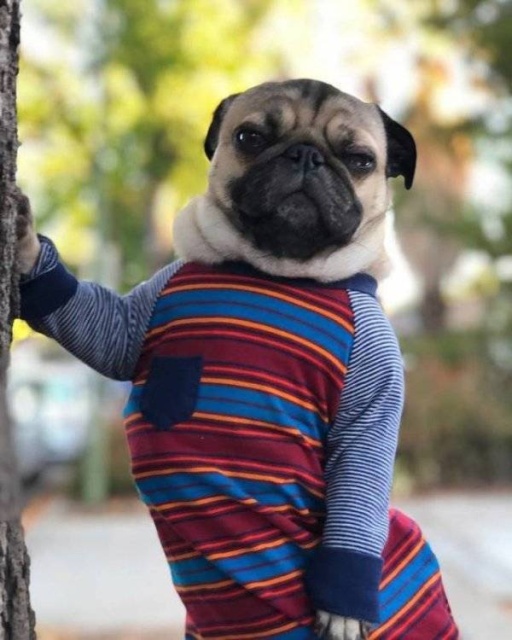 Funny Animals (38 pics)