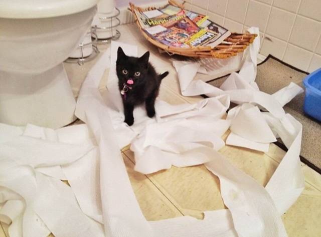 Acid Picdump (97 pics)