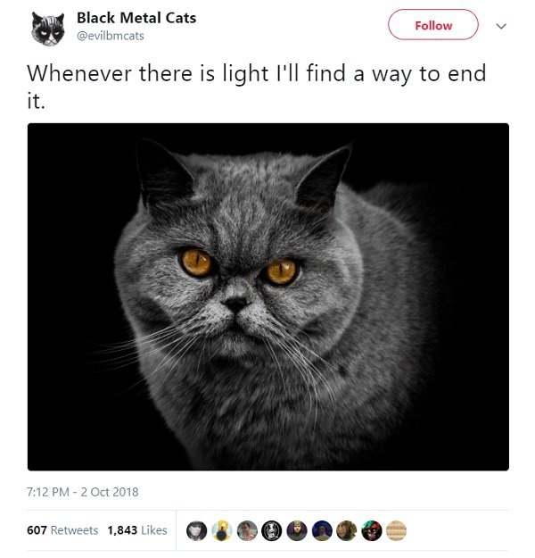 Black Metal Cats (25 pics)