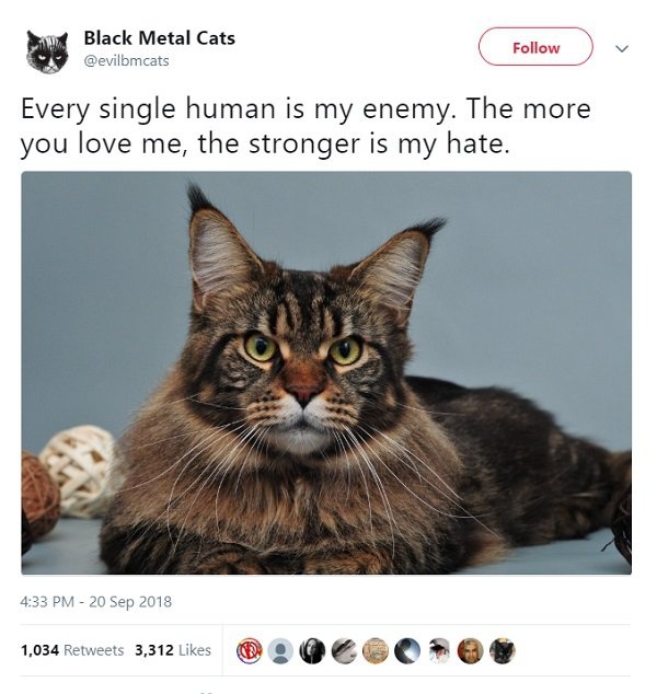 Black Metal Cats (25 pics)