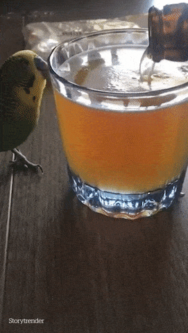 Acid Gifdump, October 09, 2018 (25 gifs)