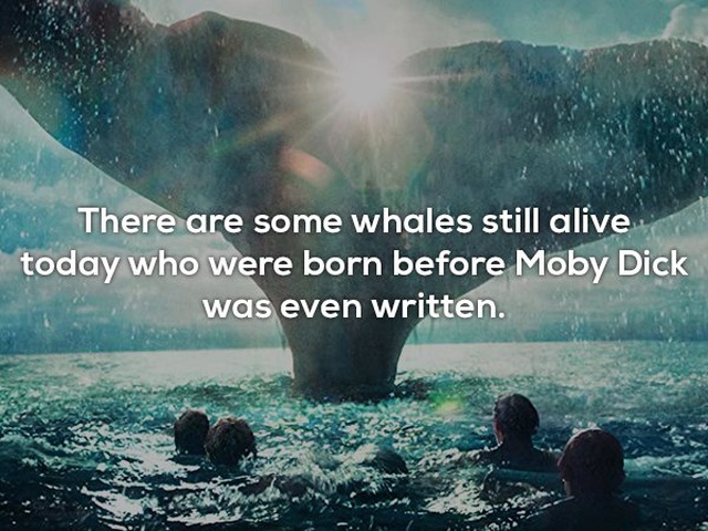 Interesting Facts (25 pics)