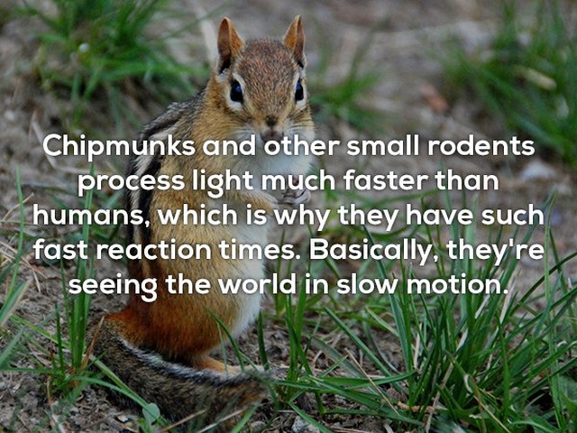 Interesting Facts (25 pics)