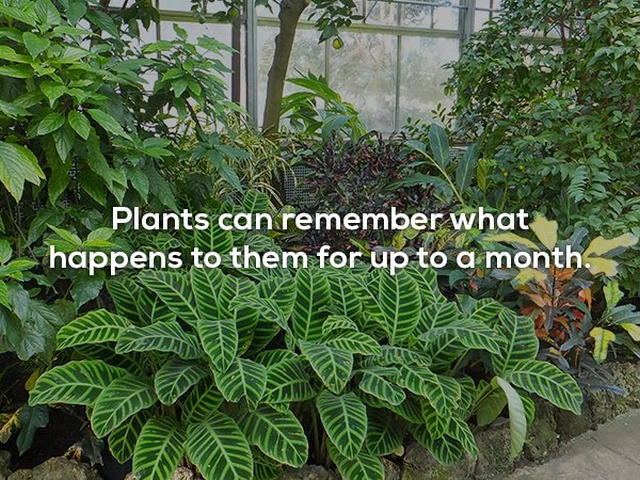 Interesting Facts (25 pics)