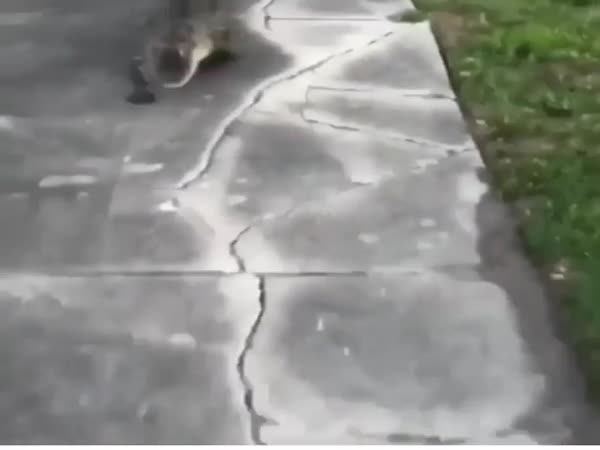 What A Cute Pet