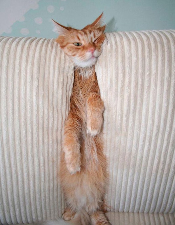 These Cats Have Regrets (20 pics)