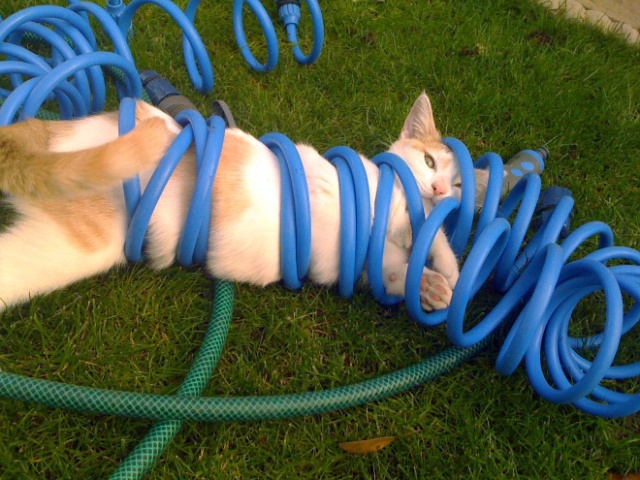 These Cats Have Regrets (20 pics)