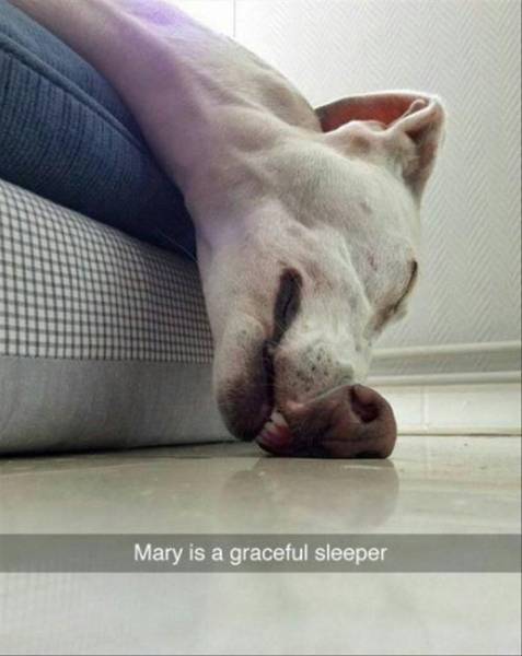 It’s Hard To Be A Dog! (32 pics)