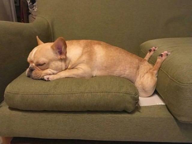 It’s Hard To Be A Dog! (32 pics)