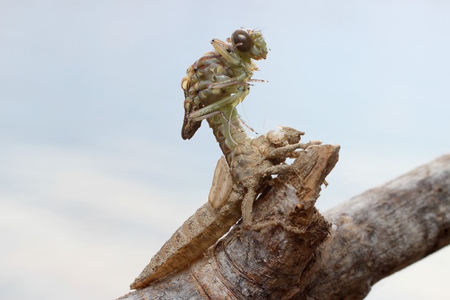 Molting Dragonfly (11 pics)