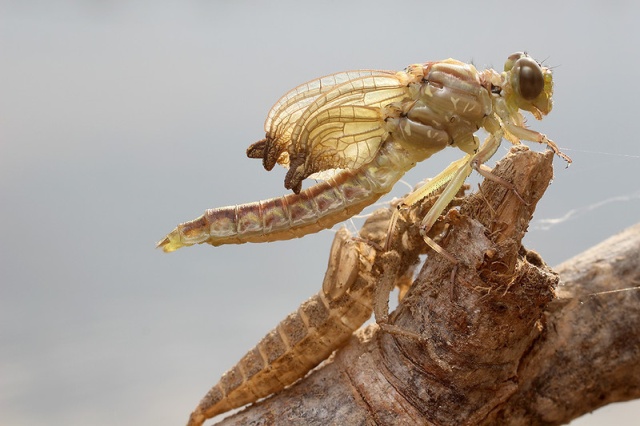Molting Dragonfly (11 pics)