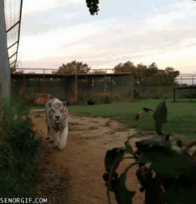 Acid Gifdump, October 10, 2018 (25 gifs)