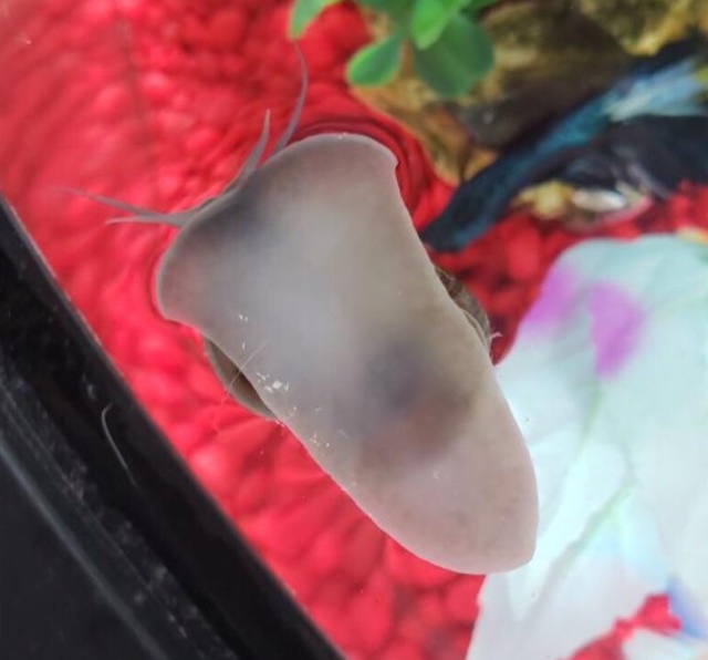 Snail Attached To The Surface Of The Water (2 pics)