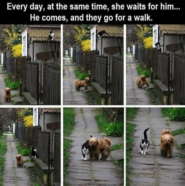 Wholesome Memes (30 pics)