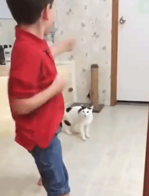 Acid Gifdump, October 11, 2018 (25 gifs)