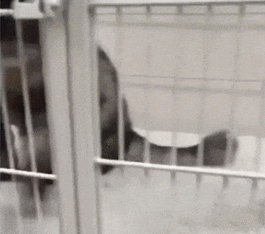 Acid Gifdump, October 12, 2018 (25 gifs)