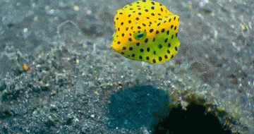 Acid Gifdump, October 12, 2018 (25 gifs)